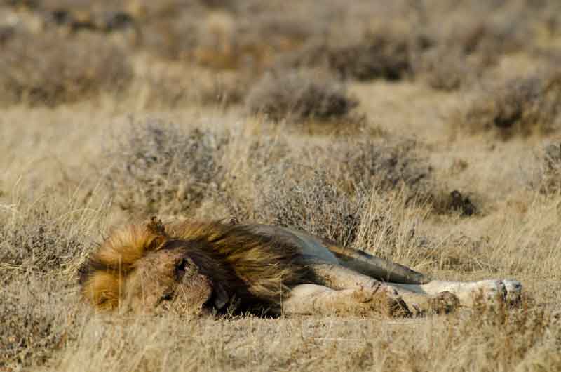 León - parque nacional de Etosha - Namibia 05.jpg